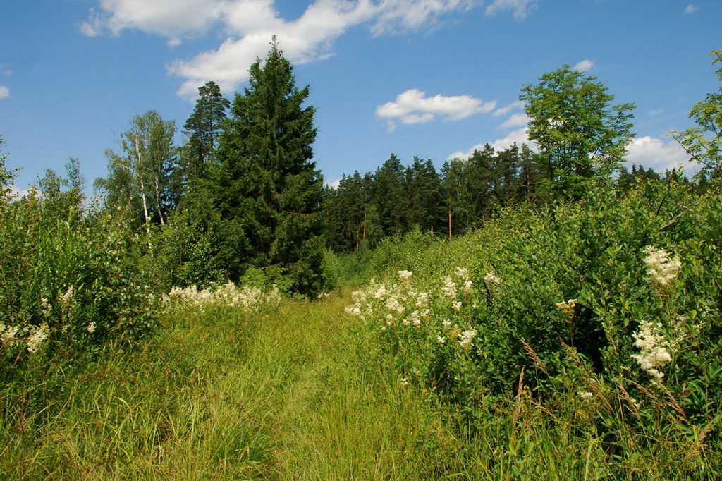 Край леса
