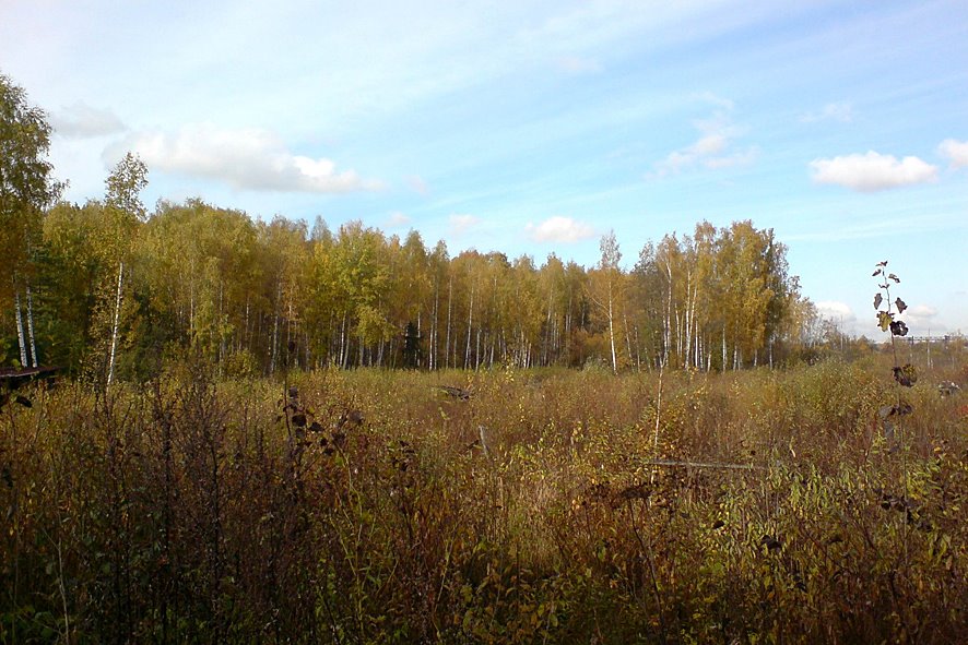 Край леса