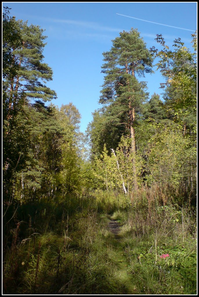 Тропинка в лесу