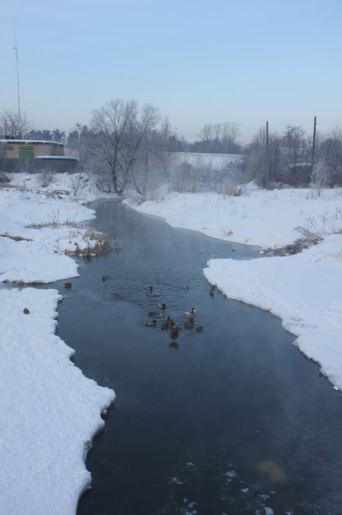 Нахабино. Река Грязева. Утки-кряквы. Nakhabino. Griazev River. Mallard ducks. Anas platyrhynchos