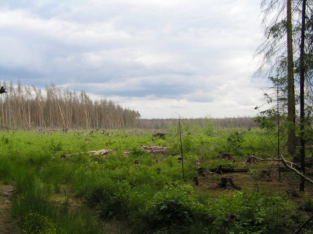 Лес сгорел.