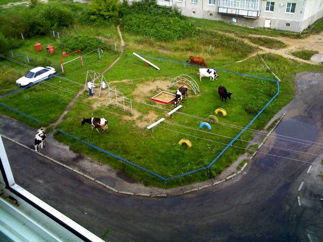 Пастбище в пос. Саввино   :)