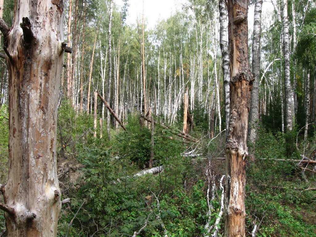 Последствия урагана 2008(2)
