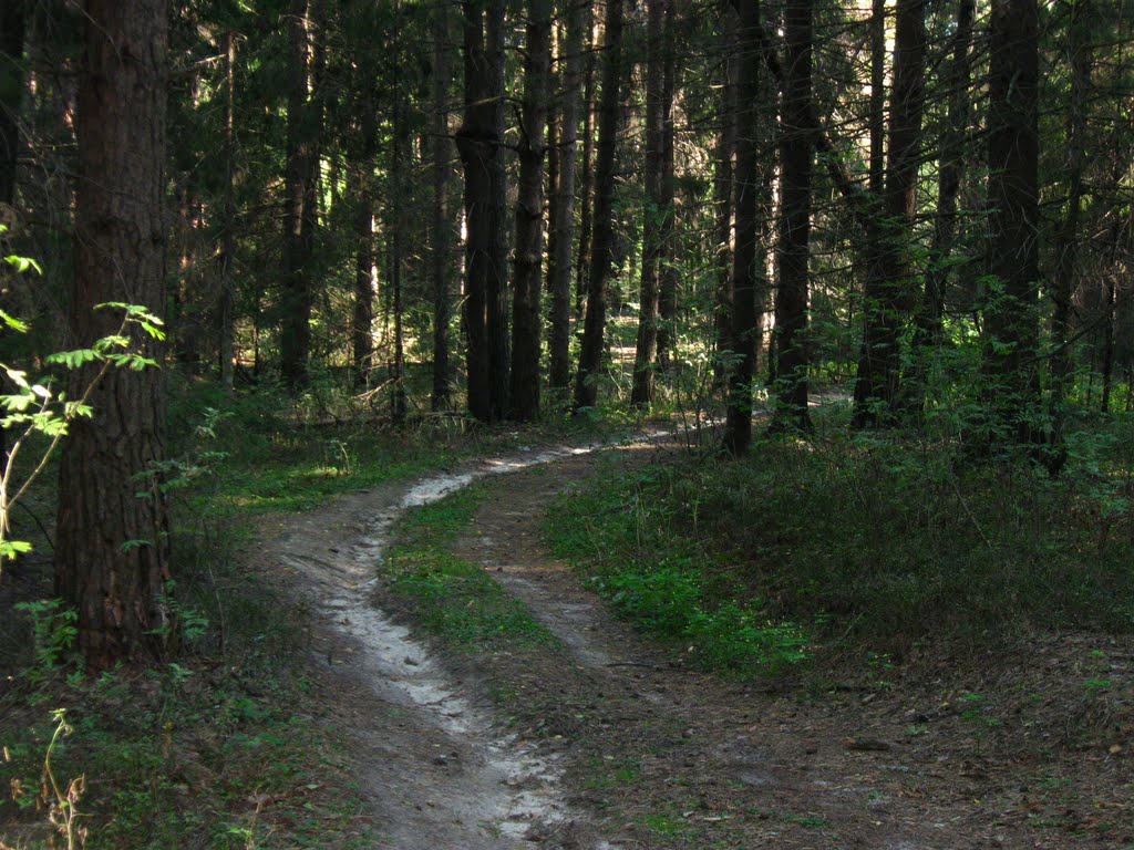 Лесная дорога