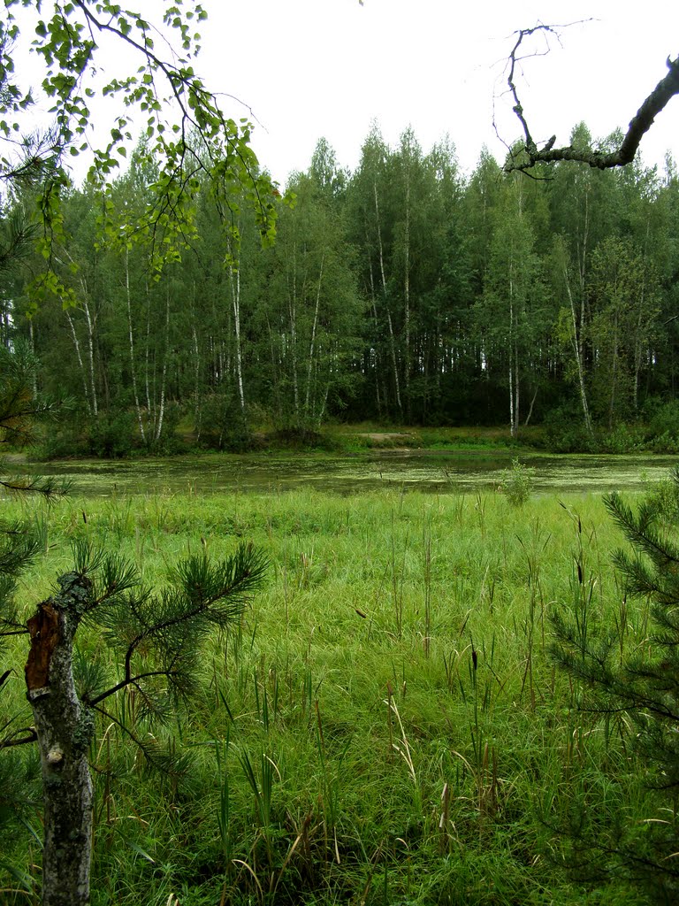 В лесу