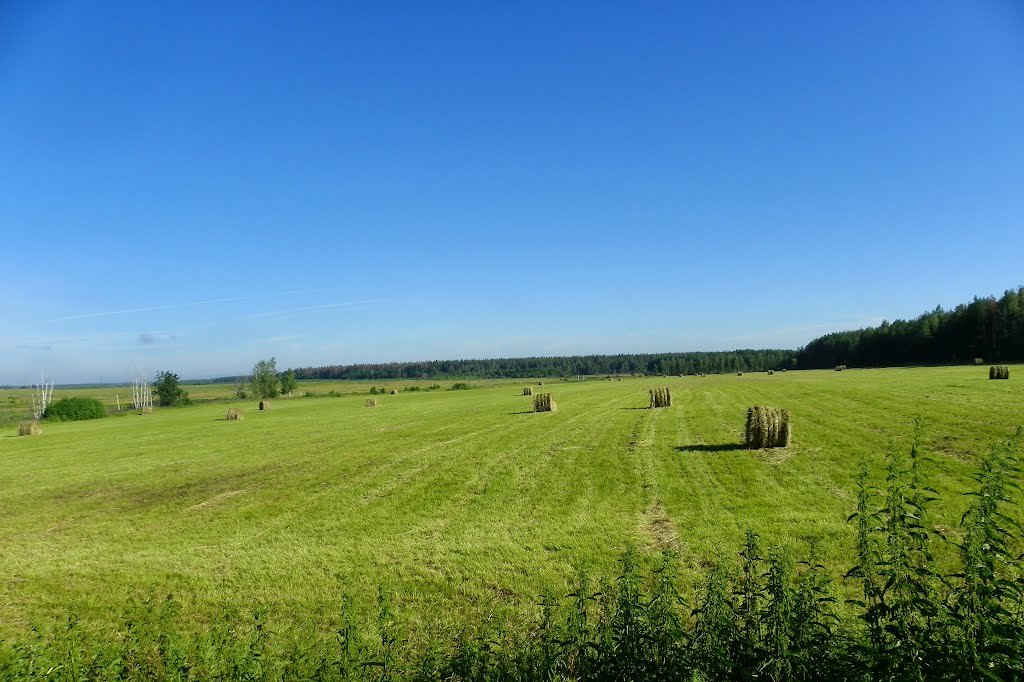 Сенокос