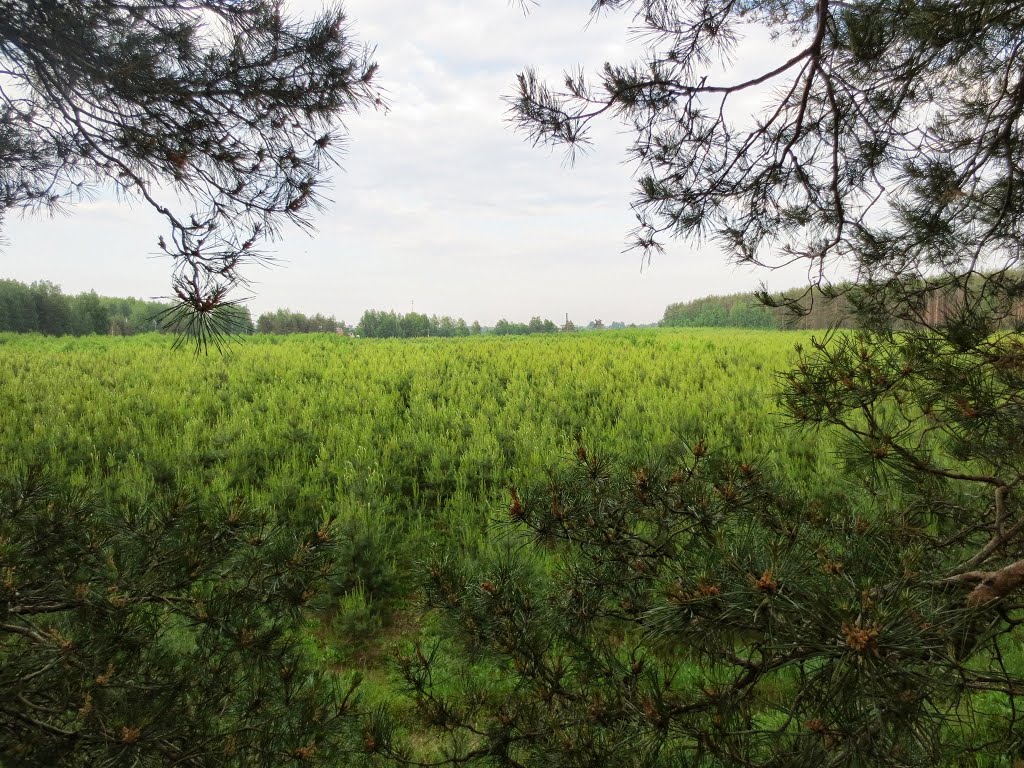 Назарово1