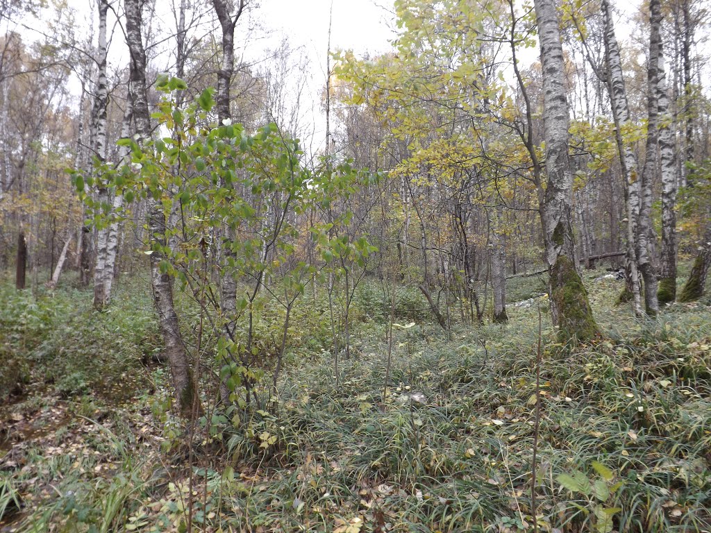 район Кунцево