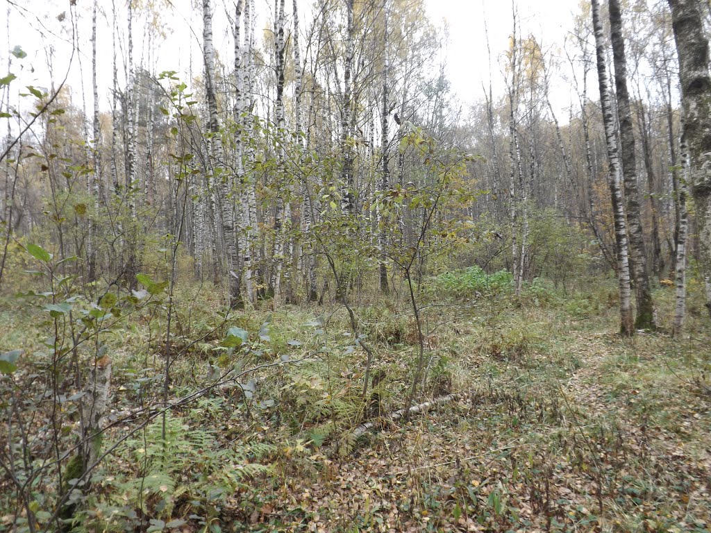 район Кунцево