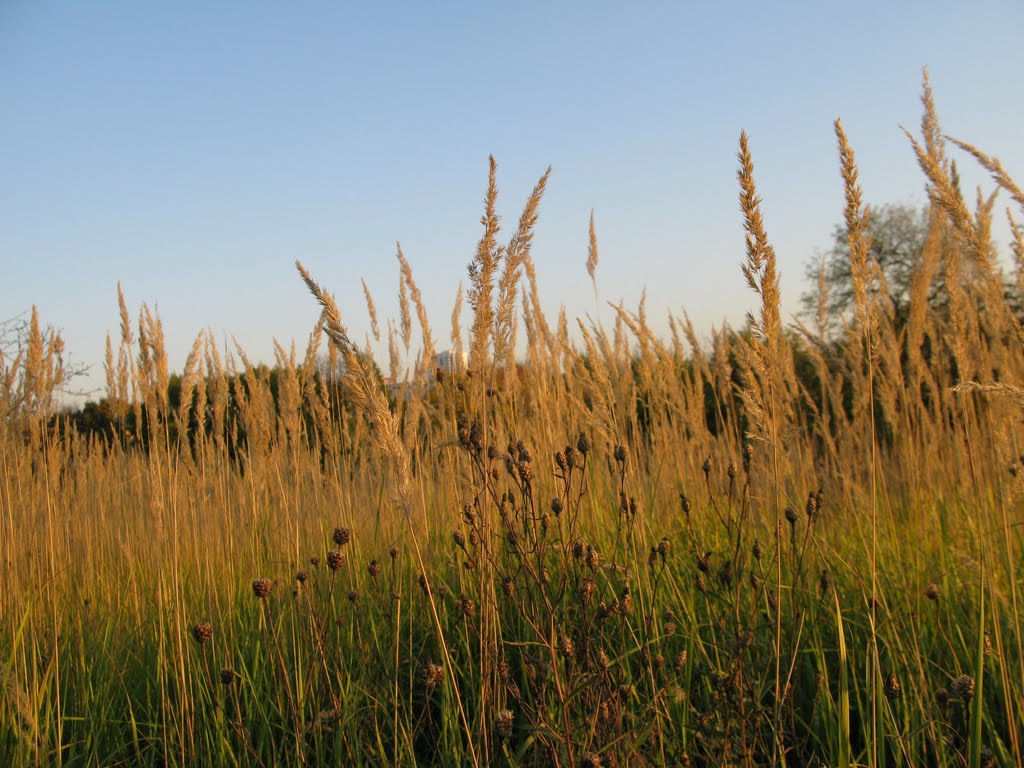 Meadow
