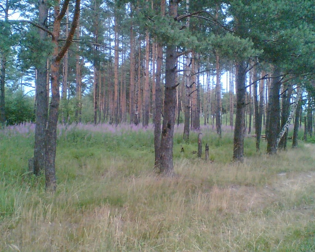 The Pine wood