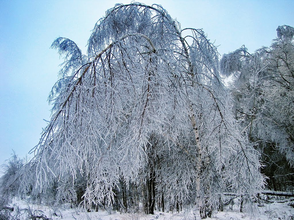 Ice Tree