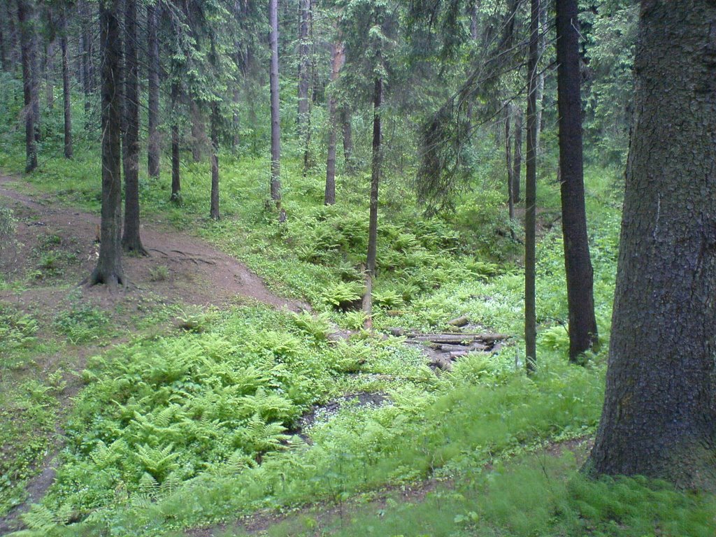 лес около опалихи