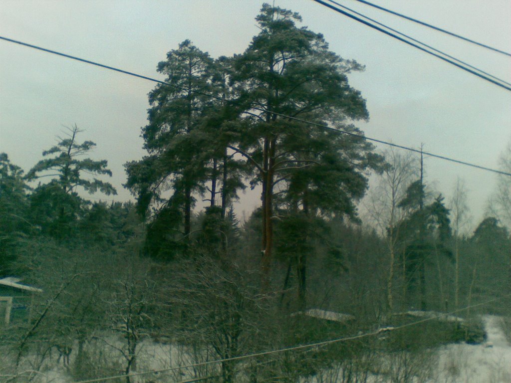 Сосны в опалихе