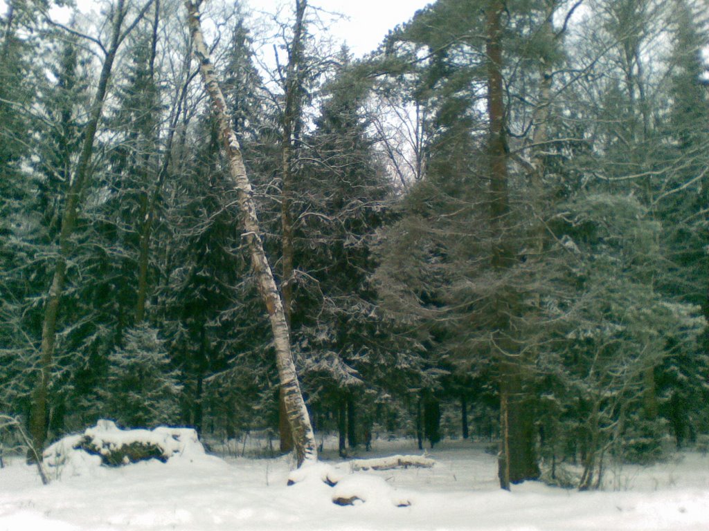 Лес в Опалихе