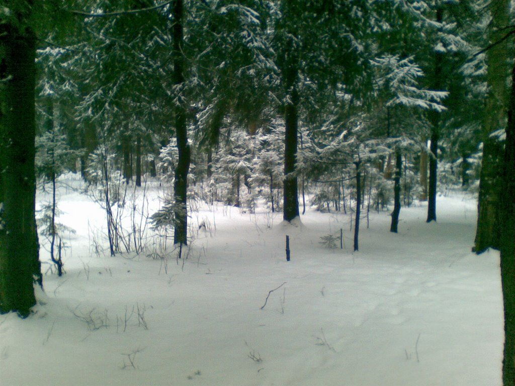 Лес в опалихе