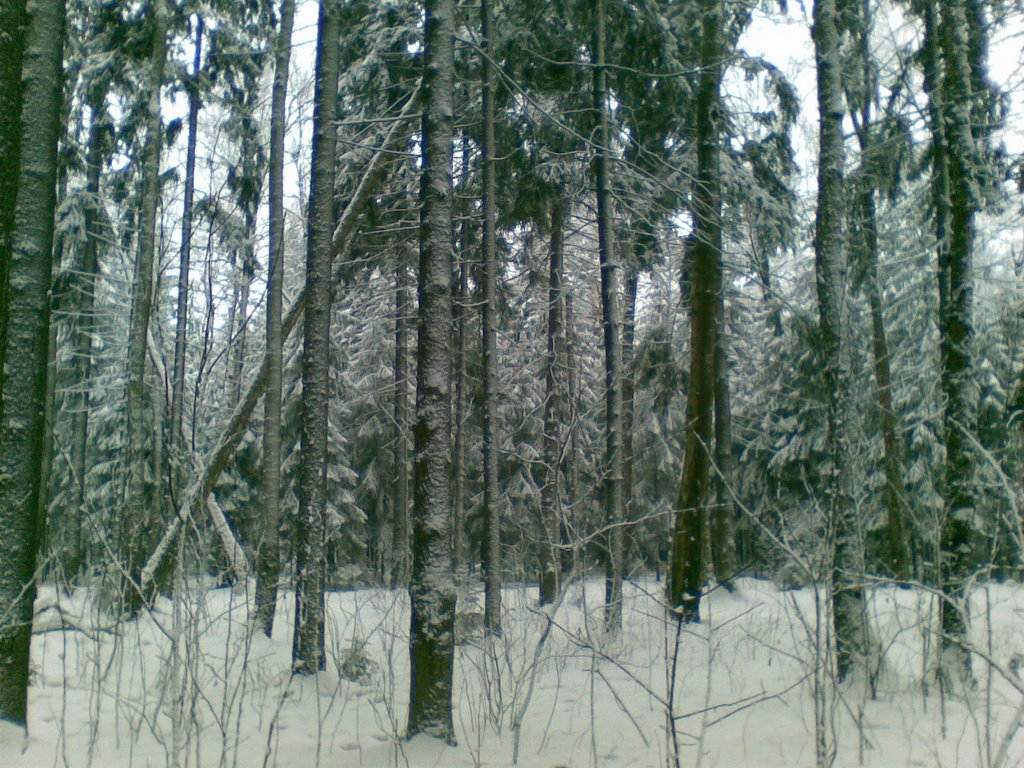 В лесу близ платформы Опалиха