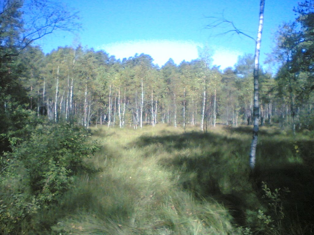 Лес