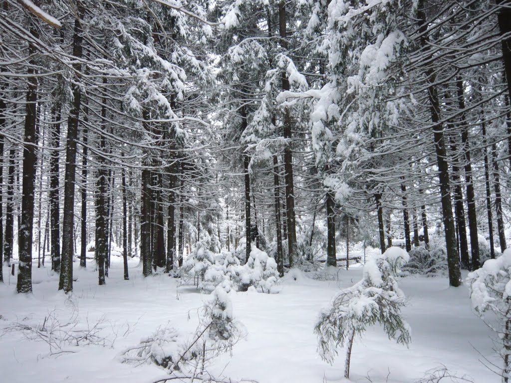 Winter trees