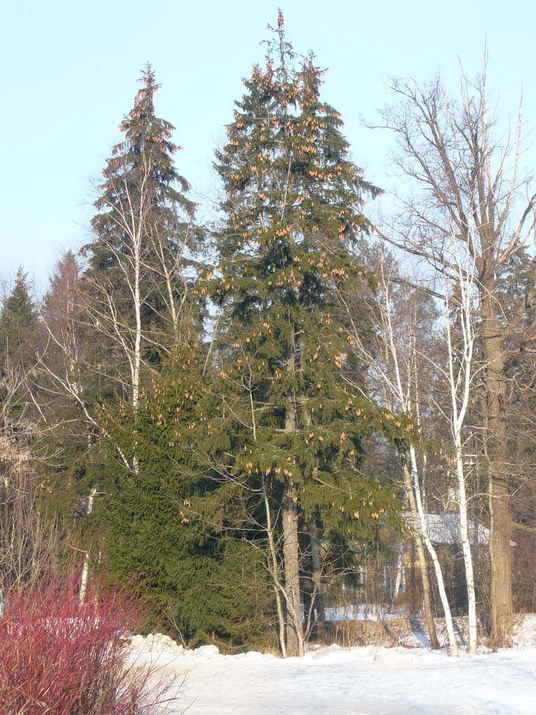 Ель