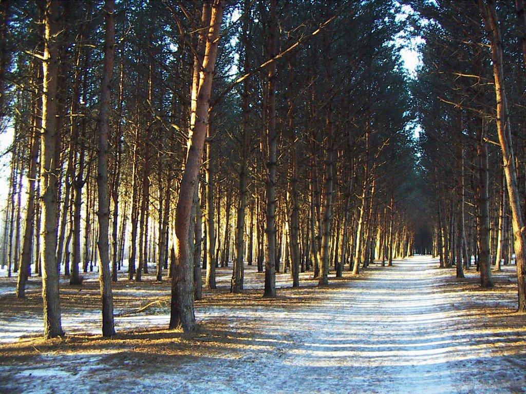 Pine-trees forest plantation