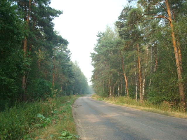 сосны