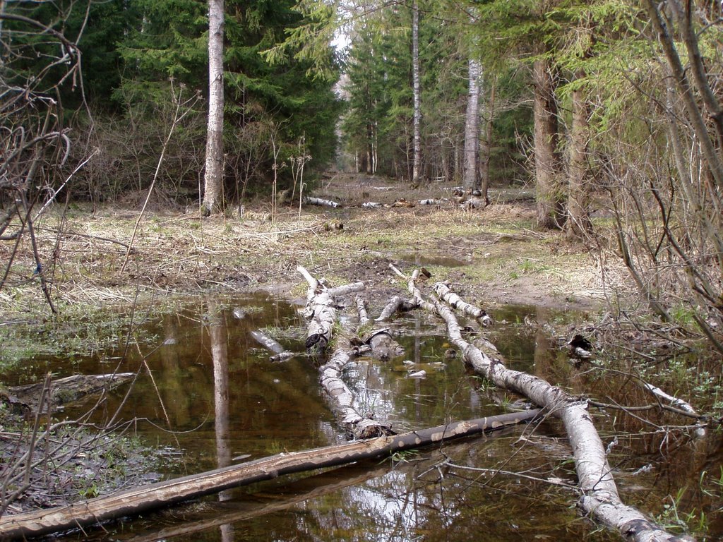 Пироговский лесопарк