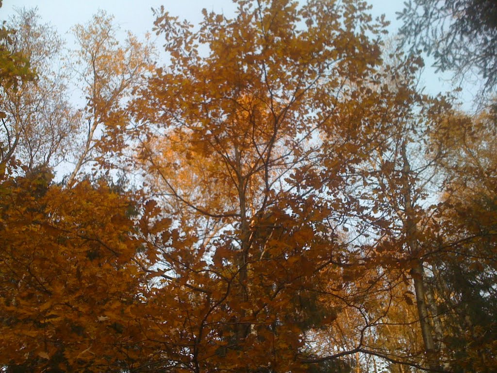 Осень в лесу