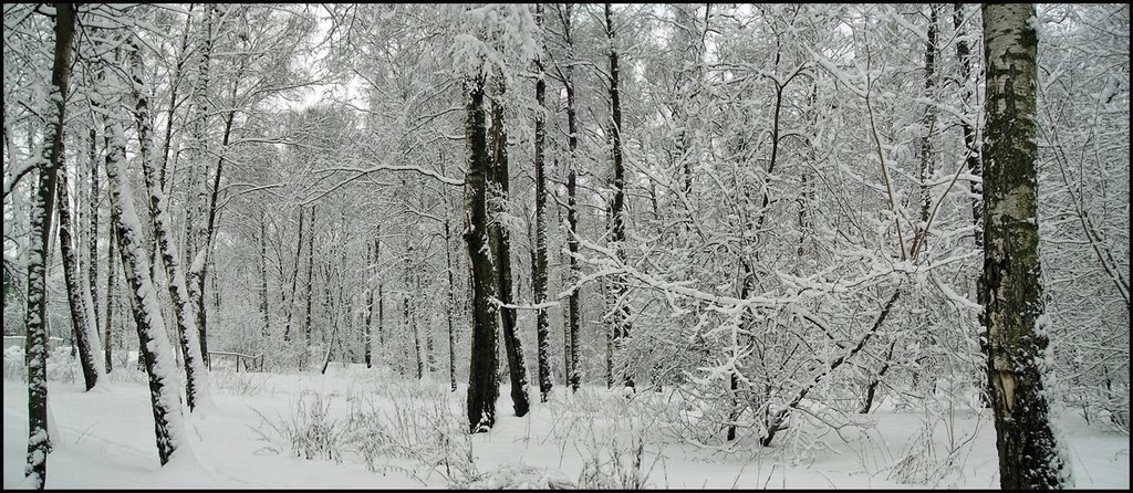 Birches under snow - Зимний лес