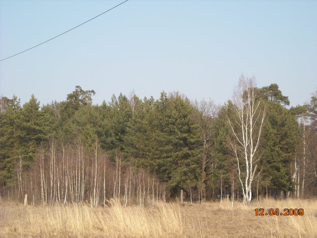 наш бор