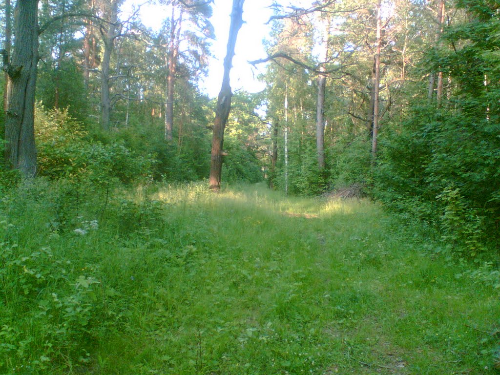 лес
