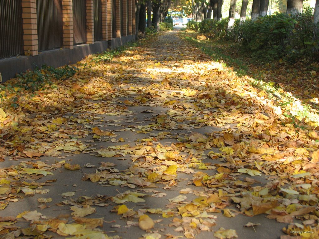 Deciduous leaves / Опавшая листва