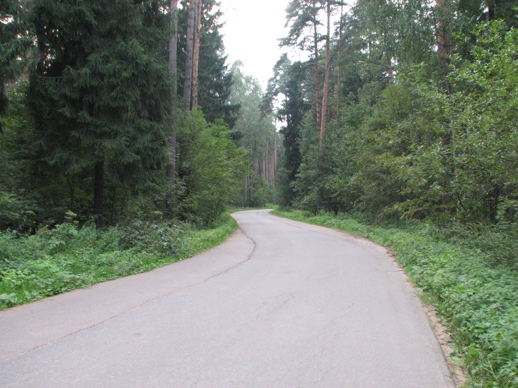 The road to the forest / Дорога в лес