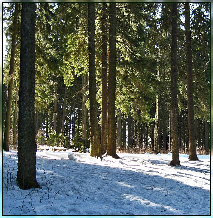 Солнце в еловых лапах.