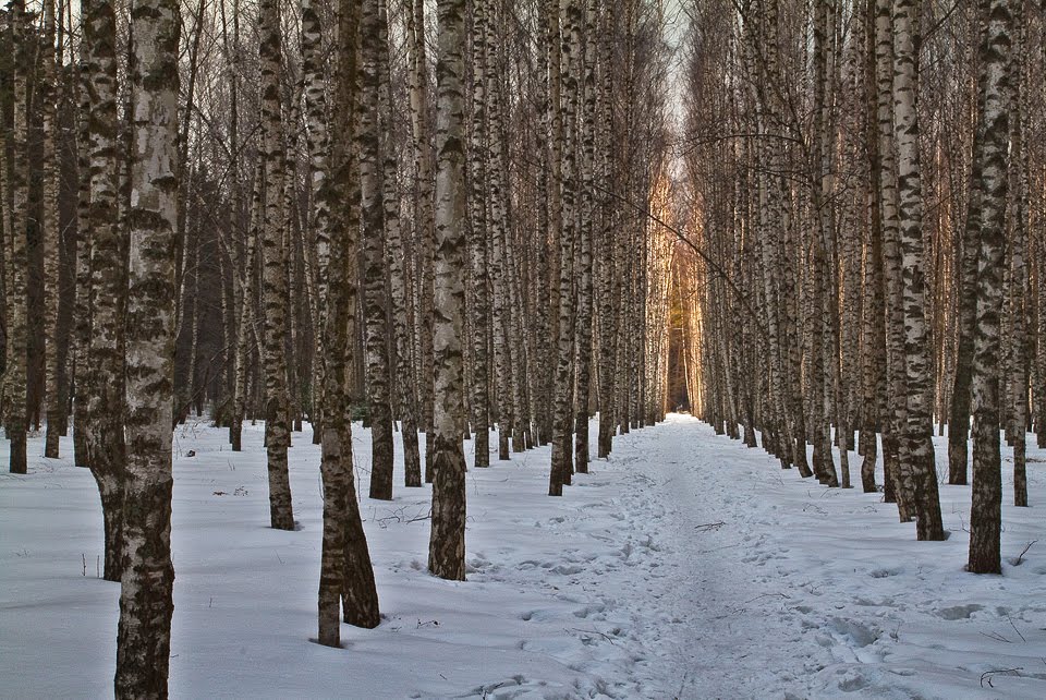 Тропинка к свету / The path to the light