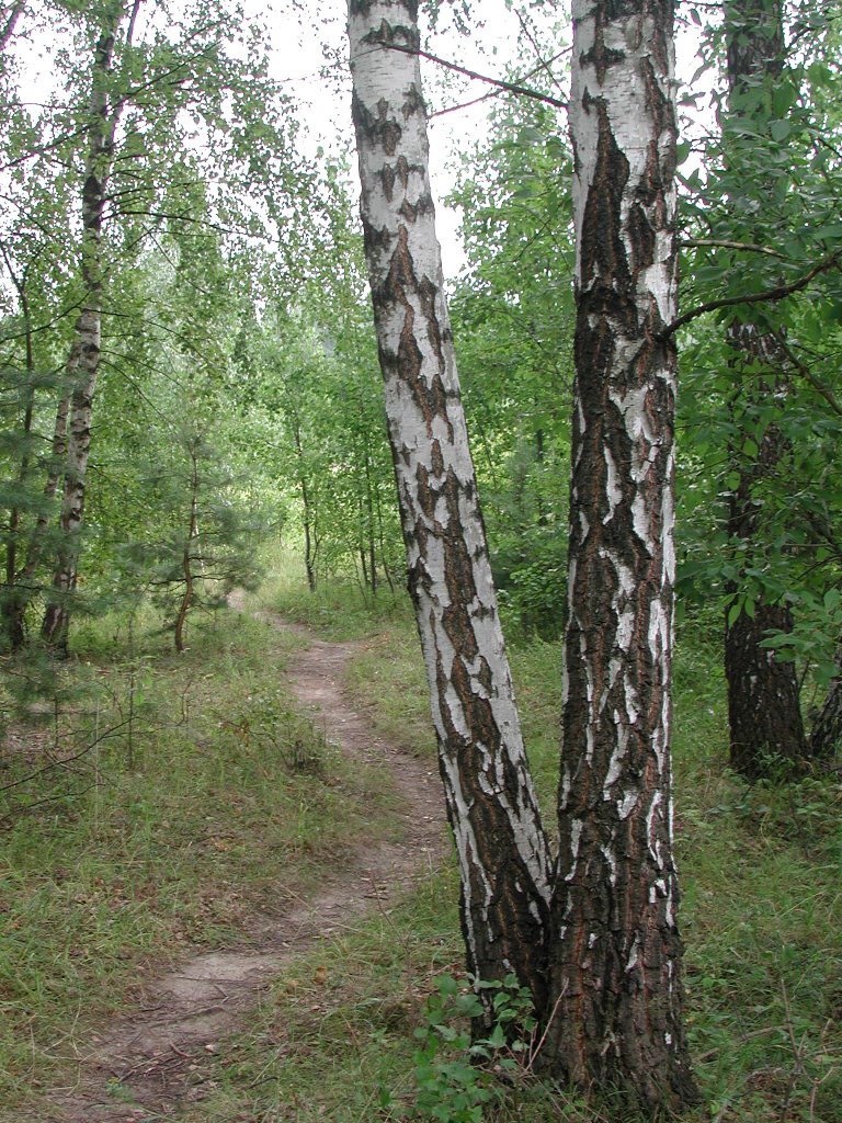 Quiet forest