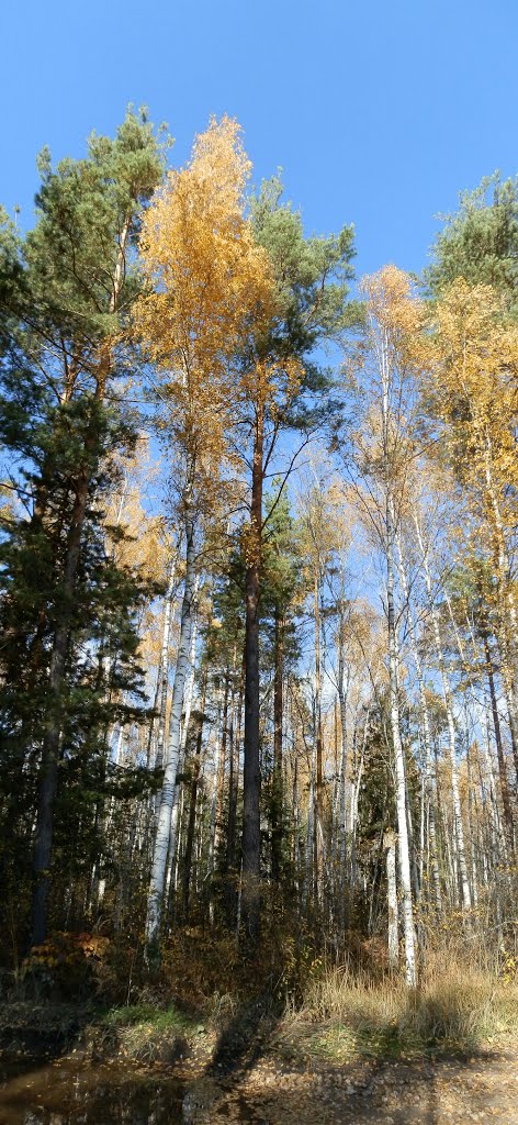 Осень в Мещёре