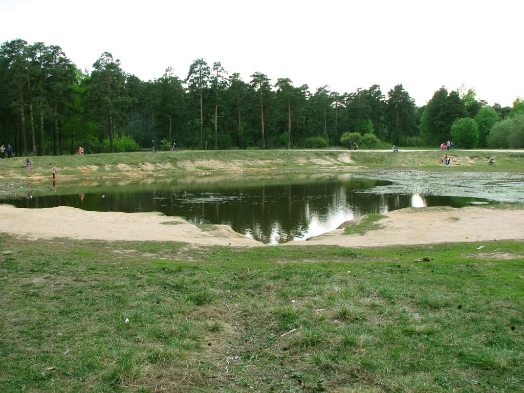 Pond in the forest
