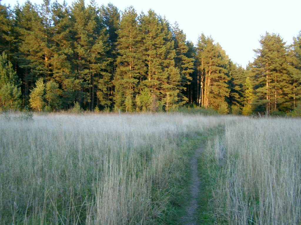 Дорога в лес