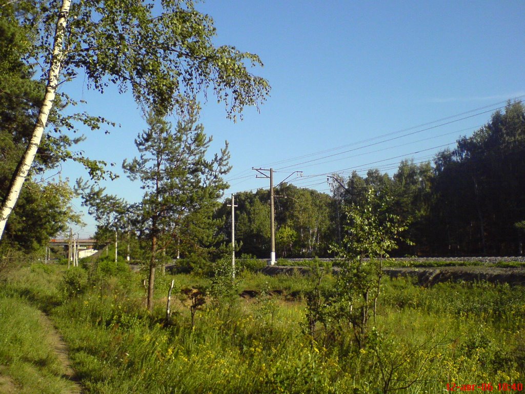 Forest Near Rodniki Villiage