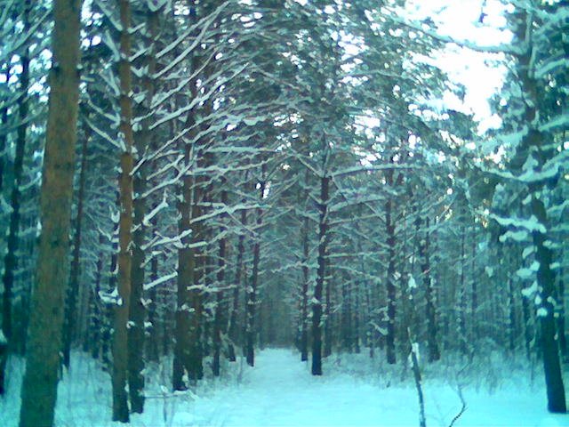 Winter Forest near Rodniki