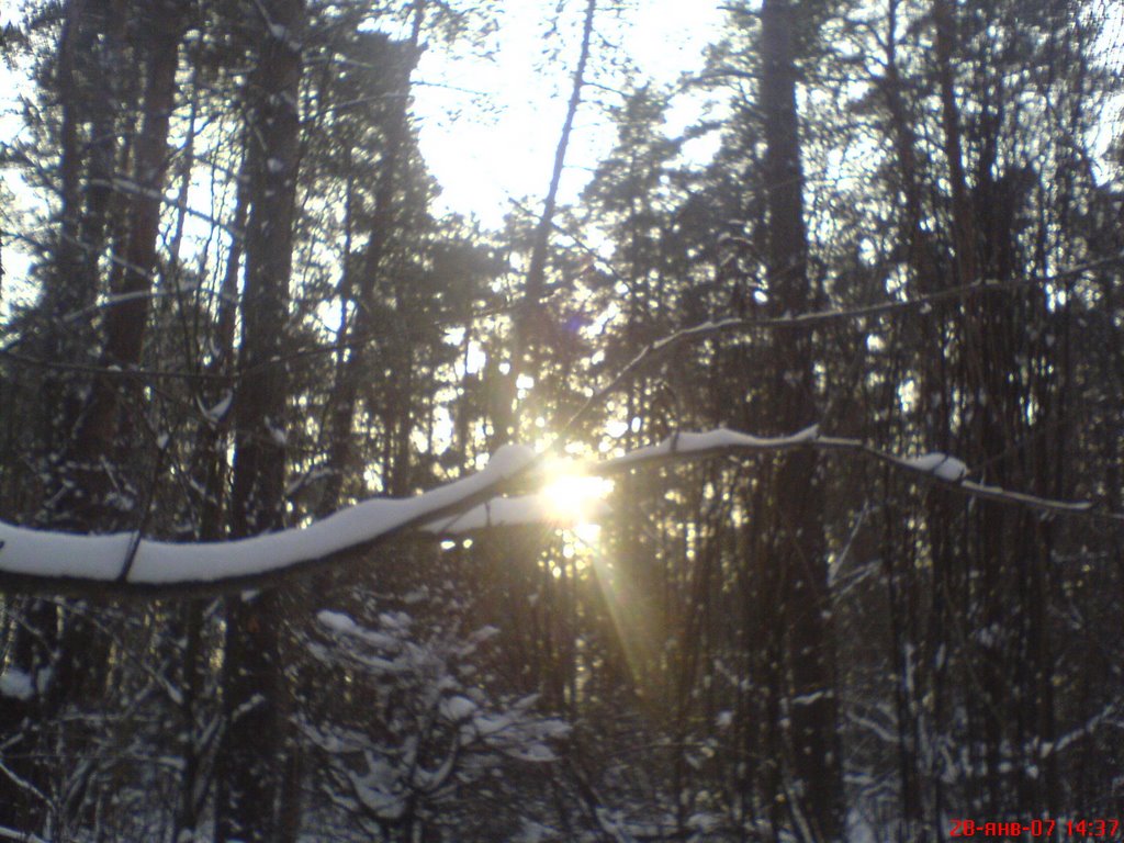 Forest