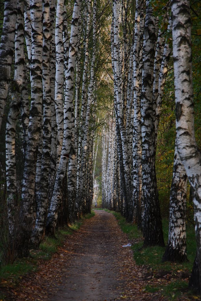 2010_09_30 Берёзки