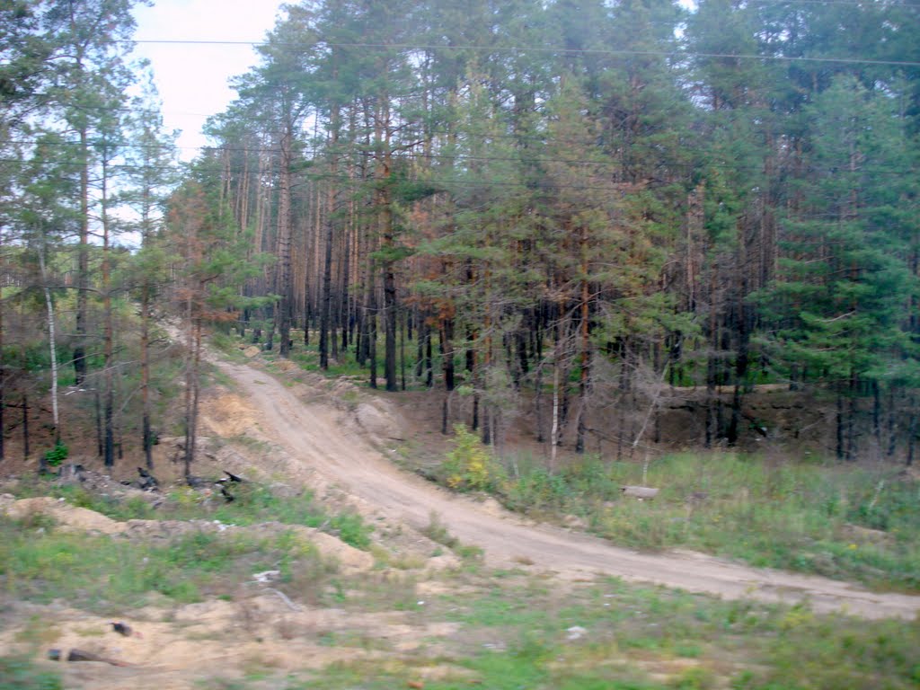 Дорога в обгоревший лес