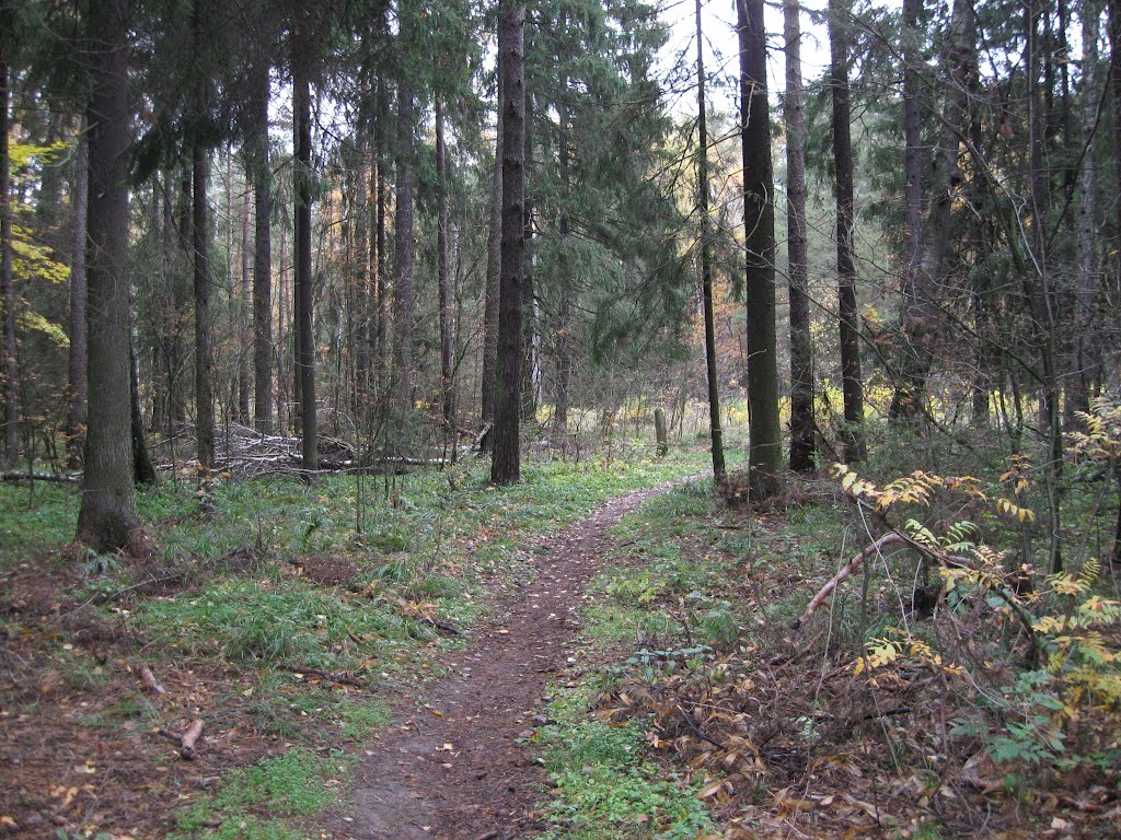 Лес в Родниках