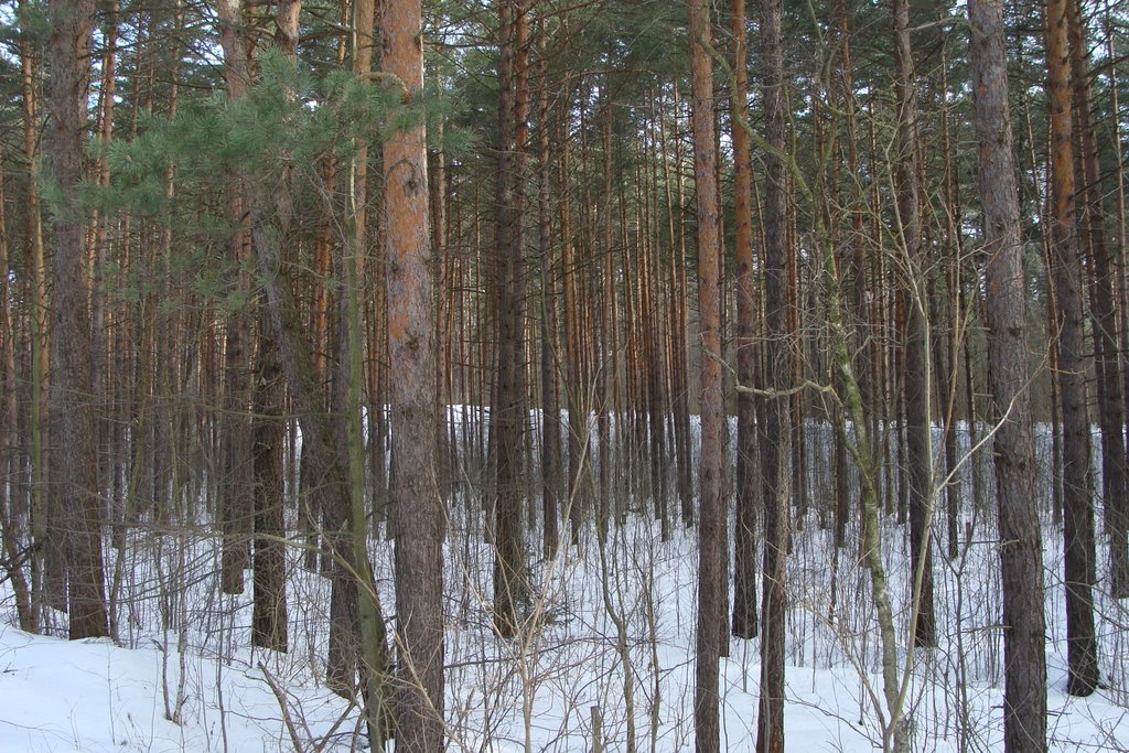 Одинцовский район, Московская область