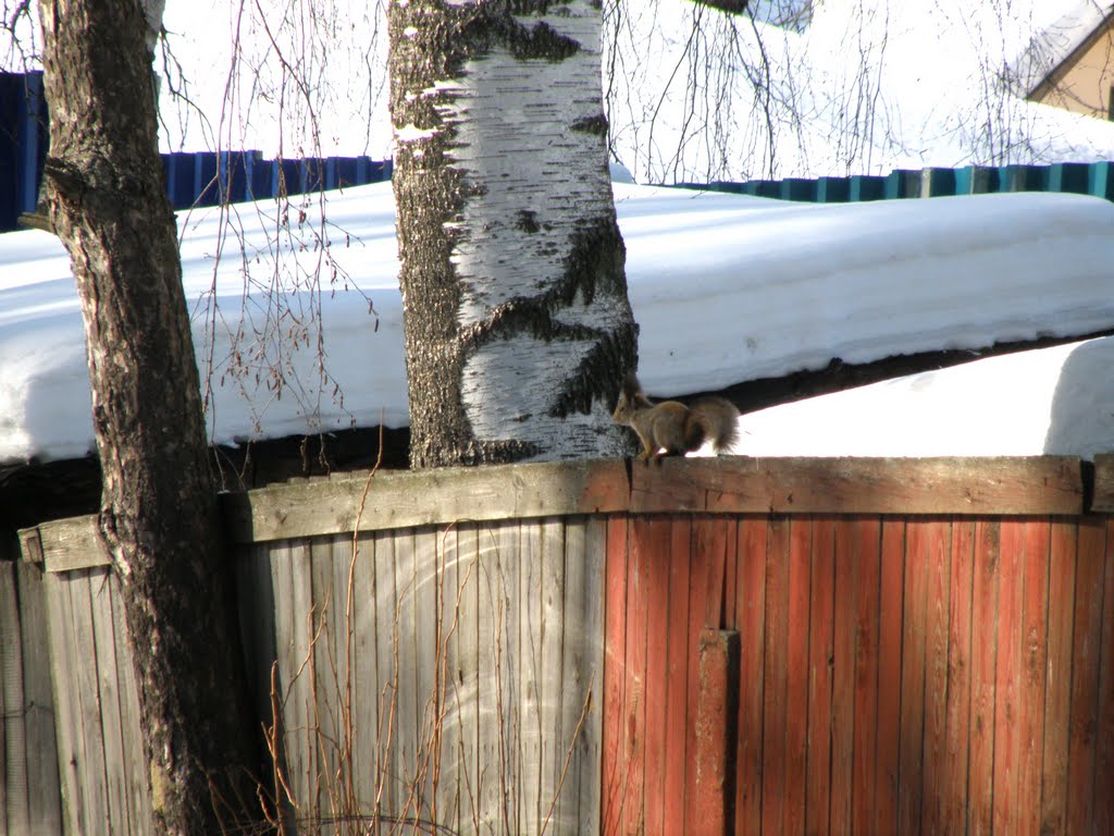 Житель Рублевки. Villager «Rublevki». Sciurus vulgaris