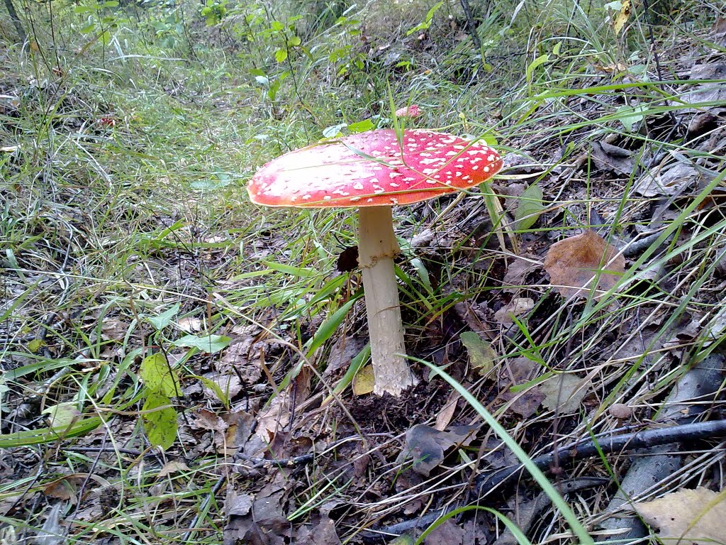 Amanita muscaria (Amanite tue-mouches)