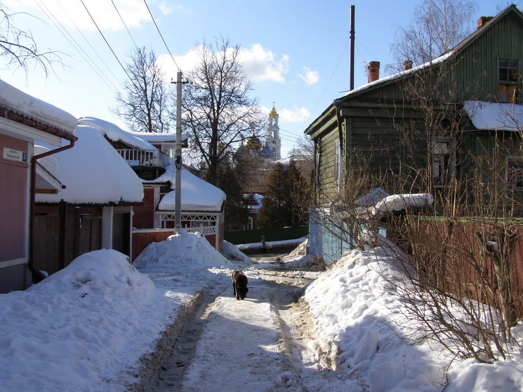 Щенок в Пионерском переулке.