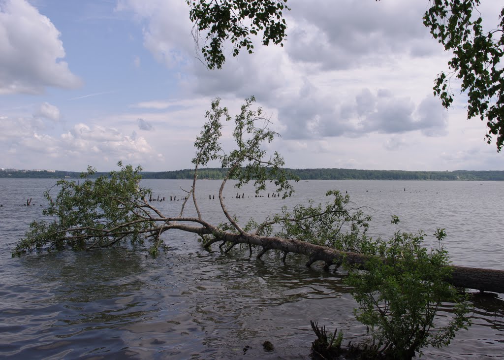 г.Солнечногорск. На берегу озера Сенеж. 2011г.
